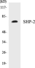 Western blot analysis of extracts from A431 cells, using SHP-2 (Ab-542) Antibody.