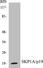 Western blot analysis of extracts from COS7 cells, using SKP1A/p19 Antibody.