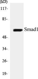 Western blot analysis of extracts from COLO cells, treated with EGF 200ng/ml 30', using Smad1 (Ab-465) Antibody.
