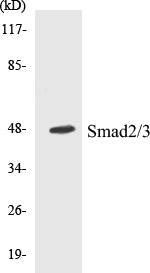 Western blot analysis of extracts from COS7/Jurkat cells, treated with UV 15', using Smad2/3 (Ab-8) Antibody.