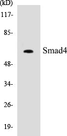 Western blot analysis of the lysates from HT-29 cells using Smad4 antibody.