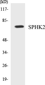 Western blot analysis of extracts from 293 cells, using SPHK2 (Ab-614) Antibody.