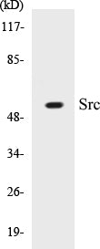 Western blot analysis of extracts from HeLa cells, treated with Hu 2nM 24h, using Src (Ab-75) Antibody.
