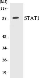 Western blot analysis of extracts from 293/3T3/Jurkat, using STAT1 (Ab-727) Antibody.