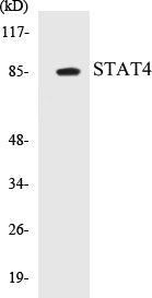 Western blot analysis of extracts from HeLa cells, using STAT4 (Ab-693) Antibody.