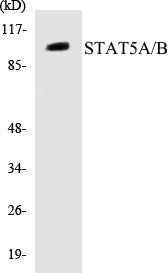 Western blot analysis of extracts from HepG2/K562/COLO cells, using STAT5A (Ab-694) Antibody.