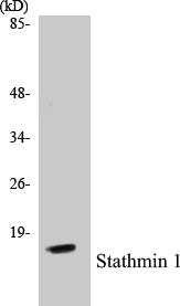 Western blot analysis of extracts from COS7 cells, using Stathmin 1 (Ab-15) Antibody.