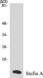 Western blot analysis of extracts from HT29 cells, using Stefin A Antibody.