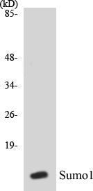Western blot analysis of extracts from 293 cells, using Sumo1 Antibody.