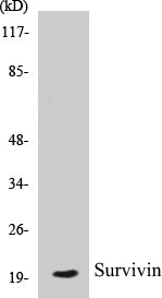 Western blot analysis of extracts from mouse lung cells, using Survivin (Ab-117) Antibody.