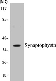 Western blot analysis of extracts from LOVO cells, using Synaptophysin Antibody.