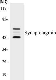 Western blot analysis of extracts from 293 cells, treated with Forskolin 40nM 30', using Synaptotagmin (Ab-309) Antibody.