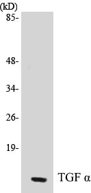 Western blot analysis of extracts from COS7 cells, using TGF alpha Antibody.