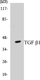 Western blot analysis of extracts from HepG2 cells, using TGF beta1 Antibody.