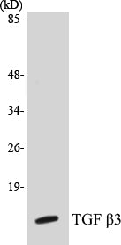Western blot analysis of extracts from COS7 cells, using TGF beta3 Antibody.