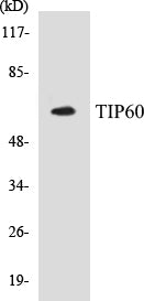 Western blot analysis of extracts from NIH-3T3 cells, treated with starved 24h, using Tip60 (Ab-90) Antibody.