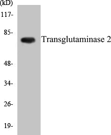 Western blot analysis of extracts from HuvEc cells, using Transglutaminase 2 Antibody.