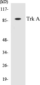 Western blot analysis of extracts from Jurkat cells, using Trk A (Ab-496) Antibody.