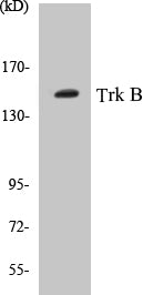 Western blot analysis of extracts from rat brain/mouse brain cells, treated with PBS 60', using Trk B (Ab-515) Antibody.