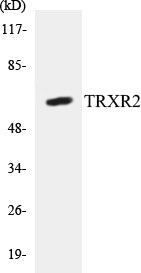 Western blot analysis of extracts from HT29 cells, using TRXR2 Antibody.