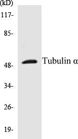 Western blot analysis of extracts from MCF-7/COLO/HepG2 cells, using Tubulin alpha Antibody.
