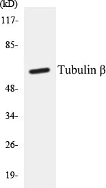 Western blot analysis of extracts from mouse brain/rat brain cells, using Tubulin beta Antibody.