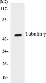 Western blot analysis of the lysates from HeLa cells using TUBGCP6 antibody.