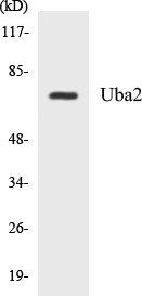 Western blot analysis of extracts from 293 cells, treated with UV 5', using Uba2 Antibody.