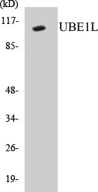 Western blot analysis of extracts from HeLa cells, using UBE1L Antibody.