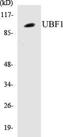 Western blot analysis of extracts from HeLa/Jurkat cells, using UBF1 Antibody.