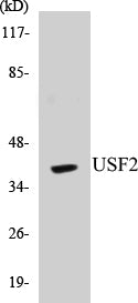 Western blot analysis of extracts from HeLa cells, using USF2 Antibody.