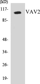 Western blot analysis of extracts from HepG2/HuvEc/HeLa cells, using VAV2 (Ab-142) Antibody.