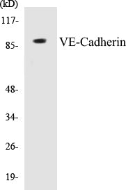 Western blot analysis of extracts from HepG2 cells treated with Na3VO4 0.3mM 40', using VE-Cadherin (Phospho-Tyr731) Antibody.