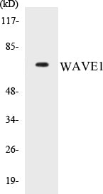 Western blot analysis of extracts from 293 cells, treated with insulin 0.01U/ml 15', using WAVE1 (Ab-125) Antibody.
