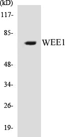 Western blot analysis of extracts from 293 cells, using WEE1 (Ab-53) Antibody.