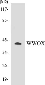 Western blot analysis of extracts from HepG2 cells, using WWOX Antibody.