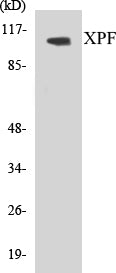 Western blot analysis of extracts from 293 cells, using XPF Antibody.