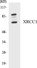 Western blot analysis of extracts from Jurkat cells, using XRCC1 Antibody.