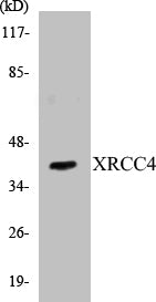 Western blot analysis of extracts from COLO205 cells, using XRCC4 Antibody.