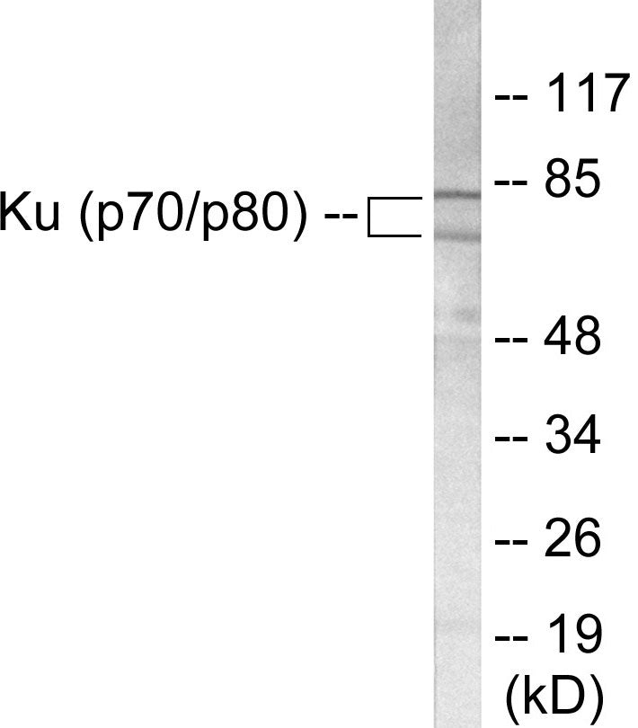 Western blot analysis of extracts from LOVO cells, using Ku70/80 Antibody.