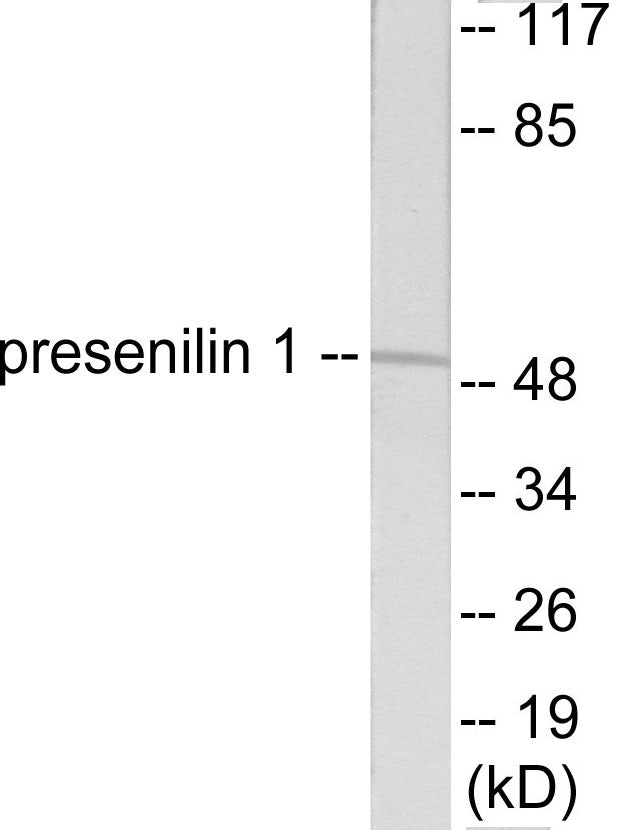 Western blot analysis of extracts from mouse heart cells, using Presenilin 1 Antibody.
