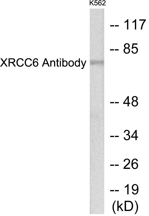 Western blot analysis of extracts from K562 cells, using XRCC6 Antibody.