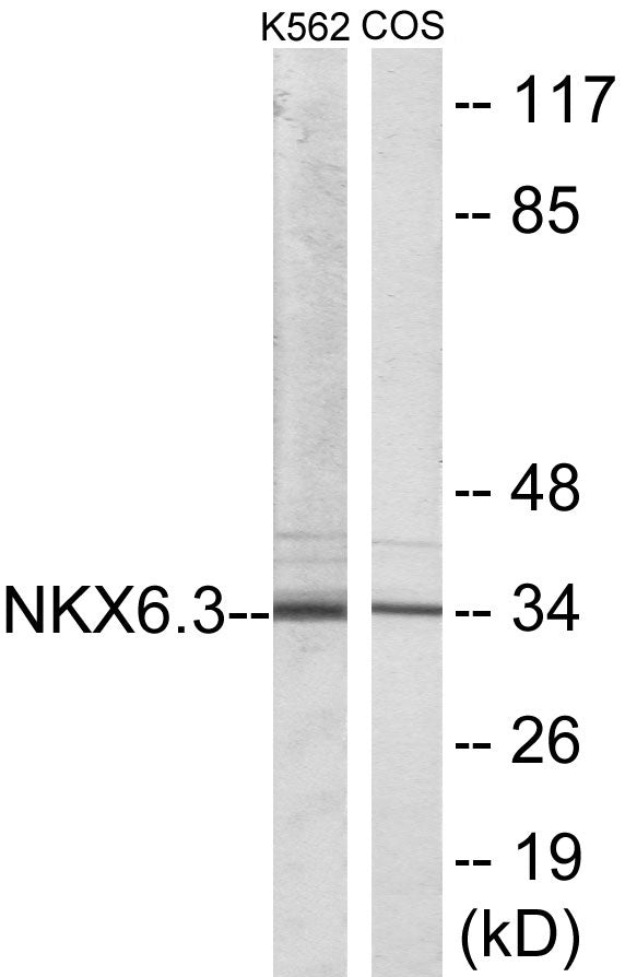 Western blot analysis of extracts from K562/COS7 cells, using NKX6.3 Antibody.