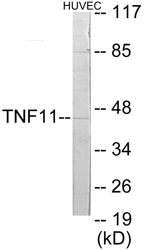Western blot analysis of extracts from HuvEc cells, using TNFSF11 Antibody.