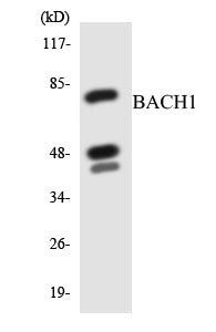 Western blot analysis of extracts from HepG2 cells, using BACH1 Antibody.