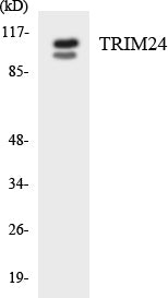 Western blot analysis of extracts from COLO cells, using TRIM24 Antibody.