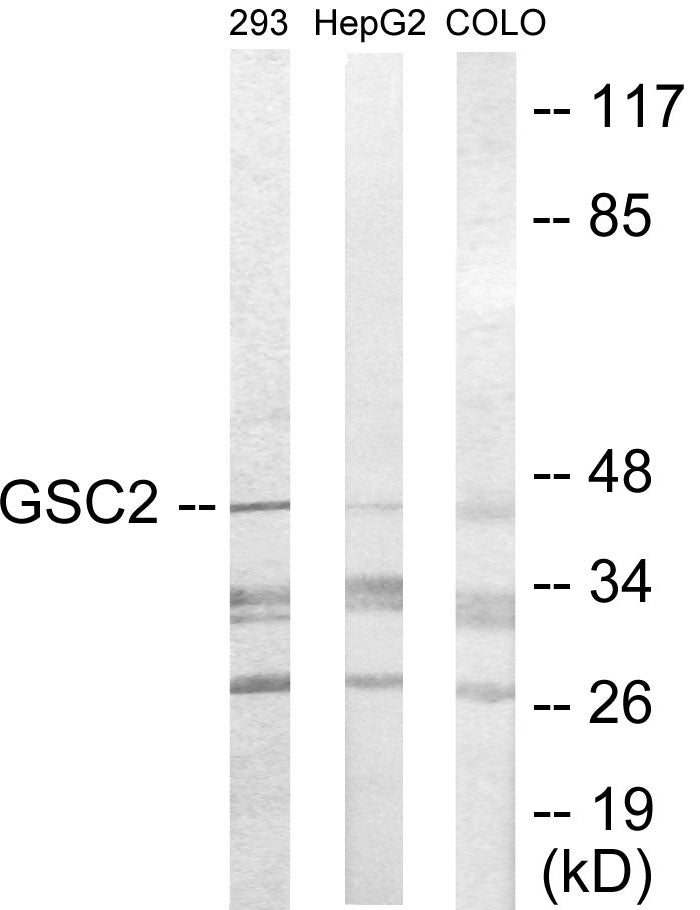 Western blot analysis of extracts from 293/HepG2/COLO205 cells, using GSC2 Antibody.