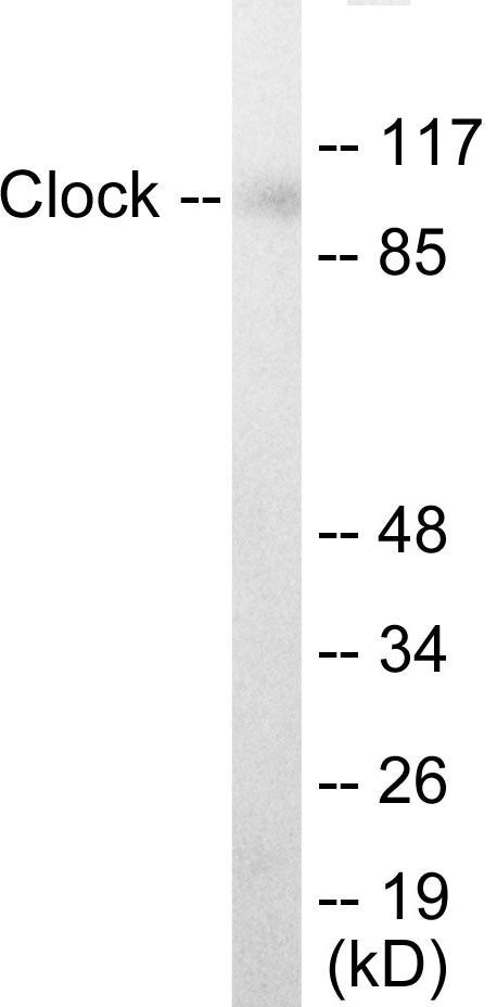 Western blot analysis of extracts from HuvEc cells, using Clock Antibody.