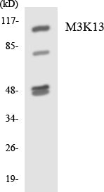 Western blot analysis of extracts from HeLa/HuvEc/HepG2 cells, using M3K13 Antibody. The lane on the right is treated with the synthesized peptide.