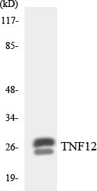 Western blot analysis of extracts from COLO205 cells/HuvEc cells/293 cells, using TNF12 Antibody.